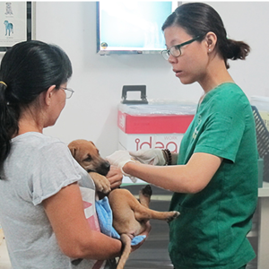 Pet Care 3