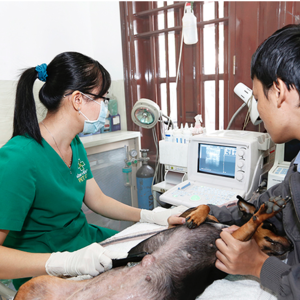 Pet Care 3