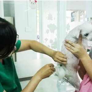 Pet Care 3