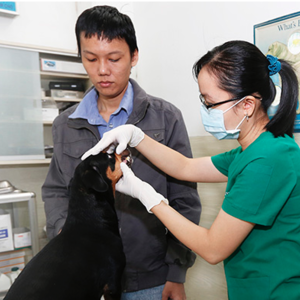 Pet Care 3