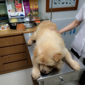 Phòng khám Thú Y Family Vet 2