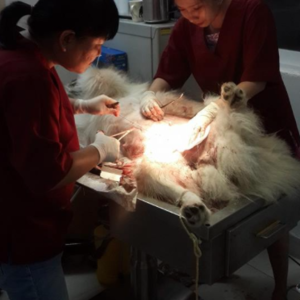 Phòng khám Thú Y Family Vet 2
