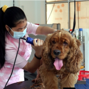 New Pet Hospital 2