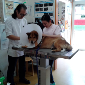 New Pet Hospital 2