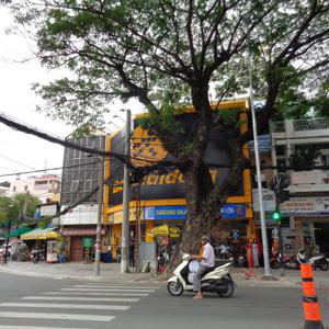 Nha khoa - BS. Nguyễn Thị Thu Lan